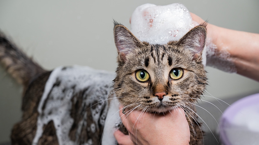 春日護毛指南-貓沖涼液點揀好-5大貓洗毛液及護毛素挑選貼士